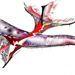 The condor 36 83 x 36